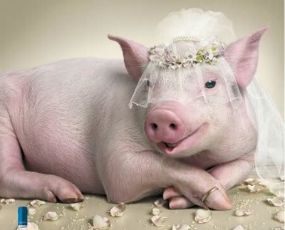 [Image: pig-bride.jpg]